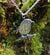 Sterling silver Robin Red Breast pendant, An Spideog, hanging against tree moss. Handmade in Ireland.