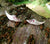 A pair of handmade sterling silver Angel Wings Ear Cuff earrings with red gemstone set in the middle, displayed on tree bark. These angel wing earrings are part of Elena Brennan's Irish My Angel jewellery collection