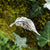 Silver angel feather brooch sitting on ivy covered mossy tree bark. Part of the My angel jewellery collection, made in Cavan.