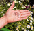 Hand holding the angel halo and heart silver pendant, with a daisy bush in the background.