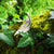 Silver angel feather brooch sitting on ivy covered mossy tree bark. Part of the My angel jewellery collection, made in Cavan.