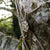 A side view of the handmade Celtic knot jewelry piece hanging from a tree.  The Celtic Love Knot Pendant was made by Irish Jewellery Designer Elena Brennan.